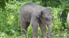 Elephant calf rescued in Kizaranga floods of Assam.