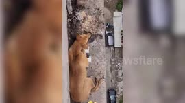 Heroic rescue: Firefighters save dog stuck on ledge in northern India