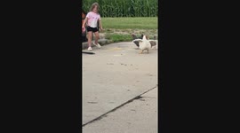 Chubby rooster races for food, outpaced by feisty flock!