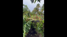 Aftermath of hurricane Beryl in St Vincent and the Grenadines.