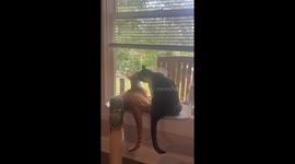 Orange and Tabby Grooming on Window Hammock. Orange and White Cat and Black and Grey Cat