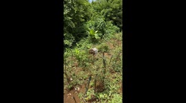 Aftermath of hurricane Beryl in St Vincent and the Grenadines.