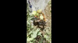 Aftermath of hurricane beryl in St Vincent and the Grenadines