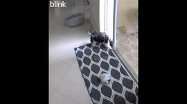 Dog narrowly avoids getting crushed by automatic door in heart-stopping moment (1.6M views)