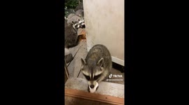 At a sanctuary in remote Ohio called Raccoon Ravine, an Orphaned Raccoon Visits Foster Mom For Treats
