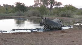 Rhino mother and her calf spend time together rolling in the mud