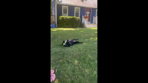 Dog named beeper rolling over and holding tennis ball with his paws to have a better look