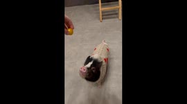 Training Olivka: mini pig treat session in Vinnytsia, Ukraine