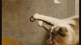 This is Zeus. At first I thought it was just a fluke but he does it all the time!