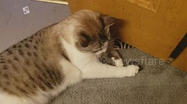 This is Zeus. At first I thought it was just a fluke but he does it all the time!