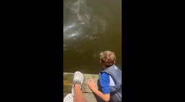 Feeding dolphins: waterfront family moments