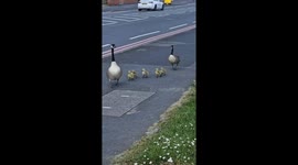 Assisting lost geese and chicks safely back to the canal