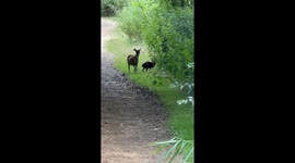 Muntjac Deer with week-old foal approaches cameraman, then creates diversion to protect young