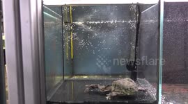 Austria: How Critically Endangered Frogs Do Press Ups To Boost Survival