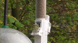 UK: Blue and Great Tits Showcase Remarkable Recall Abilities in Feeding Frenzy