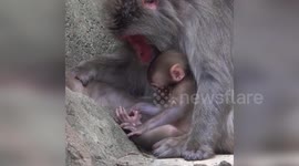 USA: Adorable Japanese Macaque Mai Putting Mother's Toe in Its Mouth