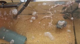 UK: Climate Change Threatens Shark Hatching Rates