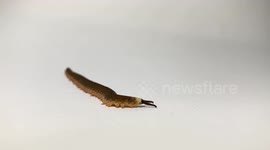 Ecuador: New Velvet Worm Species Discovered in Ecuadorian Amazon After 100 Years