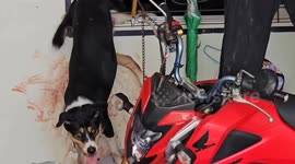 Dog rescue hapless dog dangling from window grilles in Thailand