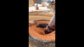 Traditional cold pressed oil making with bulls