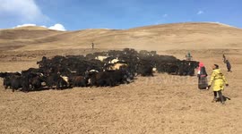 China: Community-Led Restoration Efforts Transform Qinghai-Tibetan Plateau
