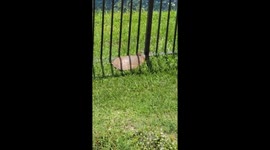 Woman Helps Turtle Stuck on Wrong Side of Fence