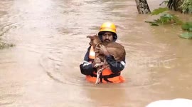 Rescuer carries dog to safety during severe flooding in southern India