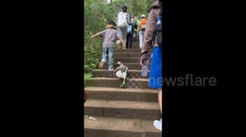 Pet goose in shoes hiking with owner stuns internet in China