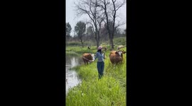 Chinese woman playfully greets cows, but gets nudged into lake