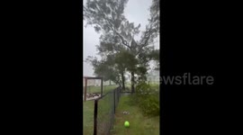 Hurricane Beryl: Video shows strong winds and trees down as storm hits Texas