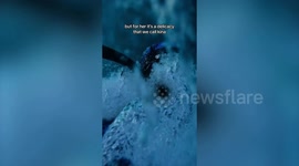 Dad dives to catch his pregnant wife’s craving - sea urchins