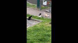 Beautiful female cat surrounded by whole squad of perverted Tom cats