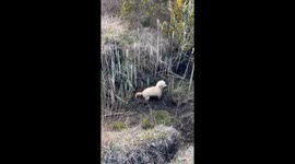 Tale of muddy fun: Golden doodle's irresistible temptation in the mud