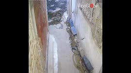 'Eid al-Adha Chaos' - Anxious cow breaks free and gives people a run for their money