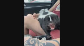 Pet skunk adorably slaps owner's thighs during car journey