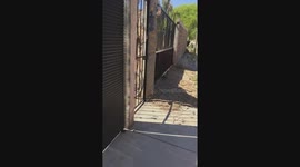 Large Dog Lunges Through Fence