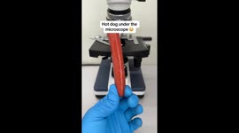 Here's what hotdog meat looks like under a microscope