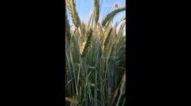 Visual treat: Woman captures the rye field in a gentle motion