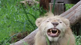 Psychic lion predicts England will LOSE to the Netherlands in Euro 2024 semi finals