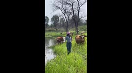 Woman playfully greets cows but gets nudged into lake