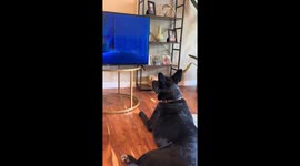 Dog left startled by 'Monsters, Inc.' jump scare scene