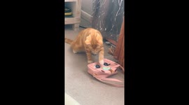 Cat startled by creepy blinking bag