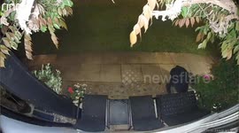 Shocking moment elderly cat is snatched from outside home by unknown man