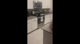 Alligator Uses Doggy Door to Enter Home