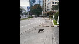 Indifferent cat ignores persistent bird attacks