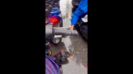 Curious Dachshunds watch each other while in traffic