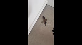 Bat stuck unable to fly out of apartment stairway. Girl helps him so he can fly away