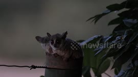 Lesser Bushbabies Emerge From Nest