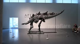 United States: NY: 150 Million-Year-Old Stegosaurus Fossil Going For Auction