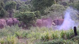 elephant mom try to rescue her baby by the firecrackers due to the running